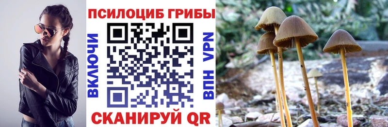 кракен зеркало  Аркадак  Псилоцибиновые грибы Psilocybine cubensis 